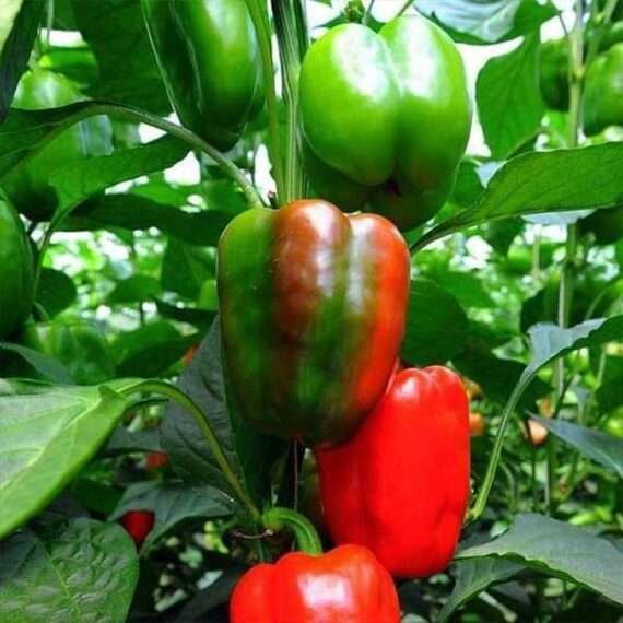 Capsicum California Wonder - Organic Vegetable Seeds