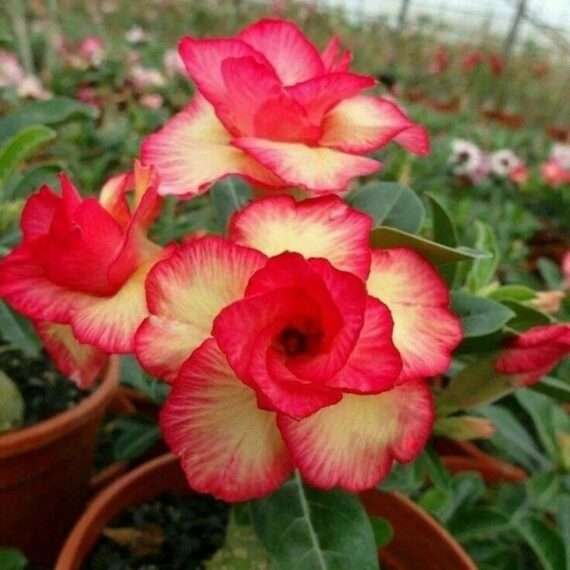 Adenium Desert Rose Plant