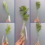 Adenium Desert Rose Plant