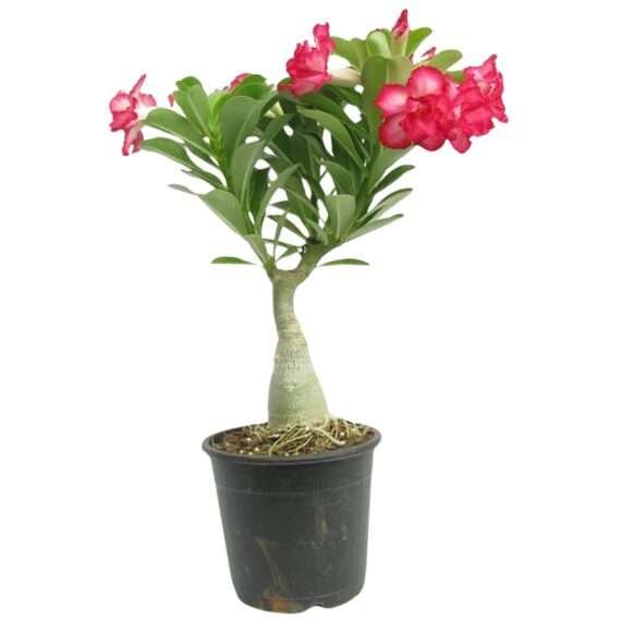 Rare Adenium Desert Rose Plant Combo Pack Of 4