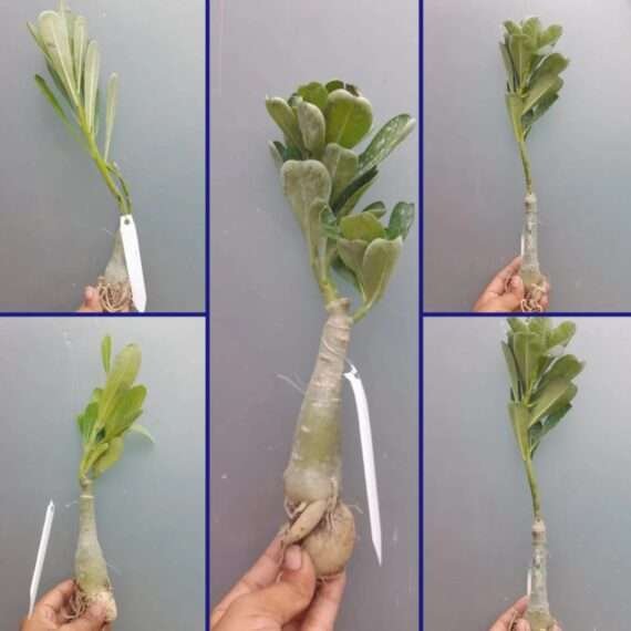 Adenium Desert Rose Plant