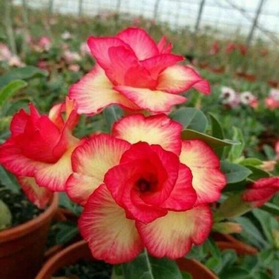 Adenium Desert Rose Plant