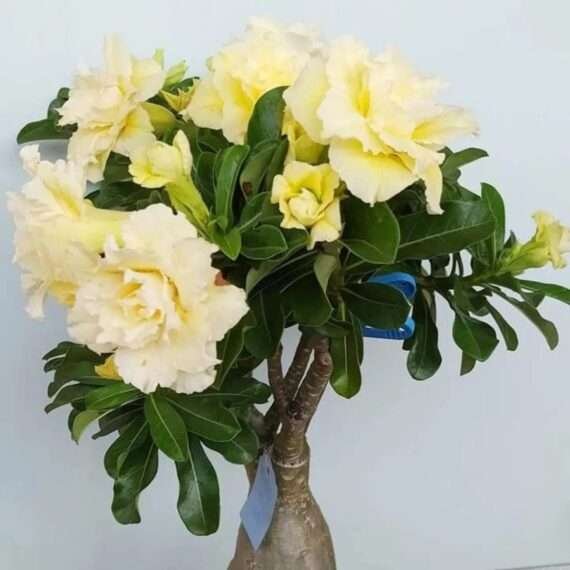Adenium Desert Rose Plant
