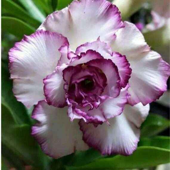 Adenium Desert Rose Plant