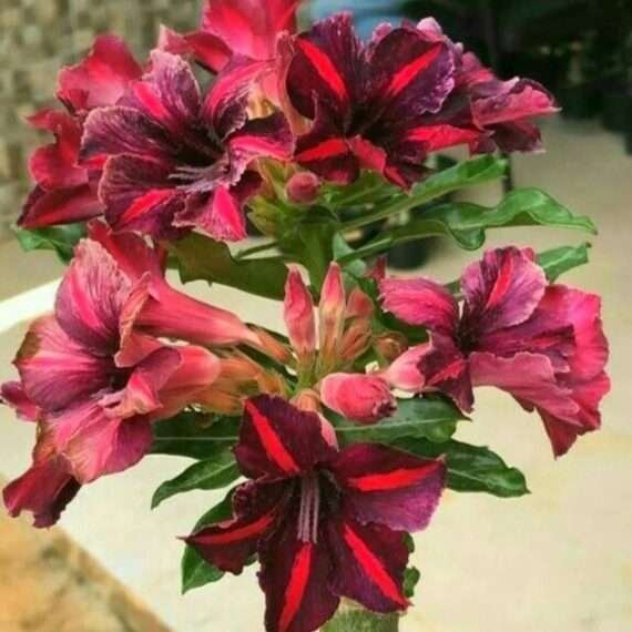 Adenium Desert Rose Plant
