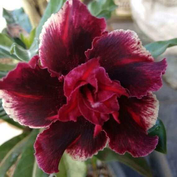 Adenium Desert Rose Plant
