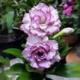 Adenium Desert Rose Plant