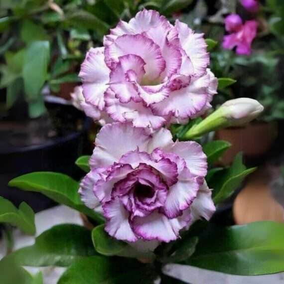 Adenium Desert Rose Plant