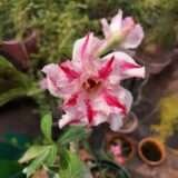 Adenium Desert Rose Plant