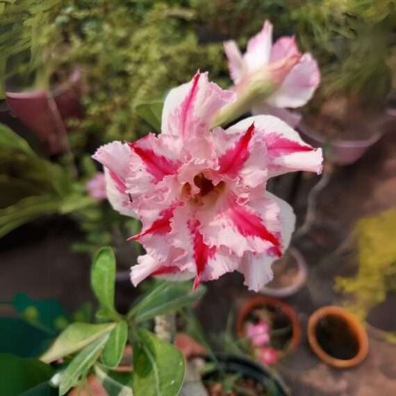 Adenium Desert Rose Plant