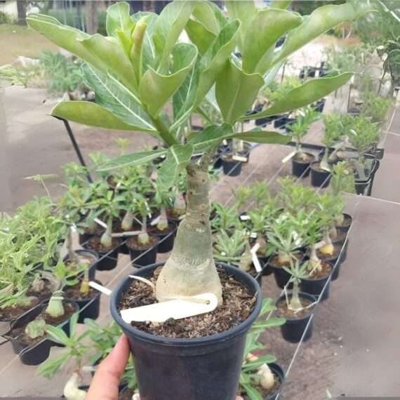 Adenium Desert Rose Plant