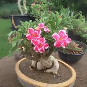 Adenium Desert Rose Plant