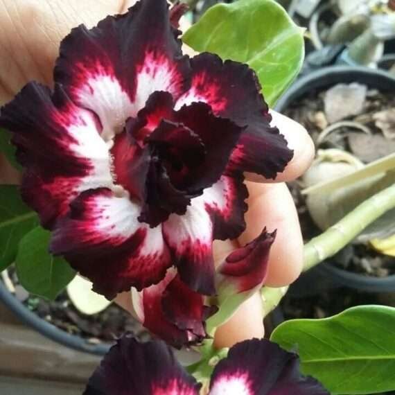Adenium Desert Rose Plant