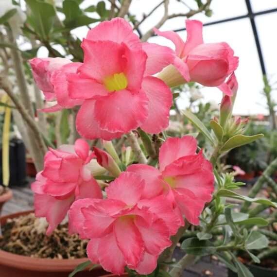 Adenium Desert Rose Plant