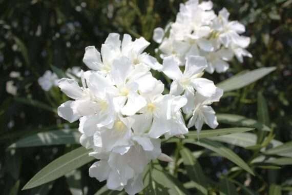 Kaner, Nerium Oleander (White Color) Fresh Organic Flower Plant