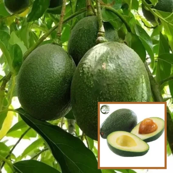 Monroe Round Avocado Butter Fruit Grafted Live Plant