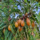 Thai Red Amla Gooseberries Amloki Grafted Fruit Live Plant (1.5-3 Feet Height)