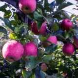 Pink Lady Apple Seb Grafted Fruit Live Plant