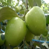 Green Apple Ber Organic Fruit Plant Grafted