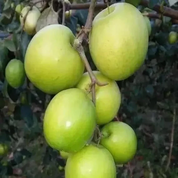 Green Apple Ber Organic Fruit Plant Grafted