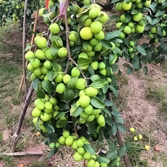 Green Apple Ber Organic Fruit Plant Grafted