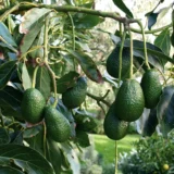 Hass Avocado Butter Fruit Grafted Live Plant
