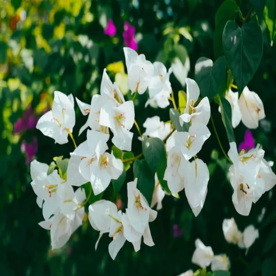 White Colour Bougainvillea Kagoj Ful Shrubs Flower Live Plant