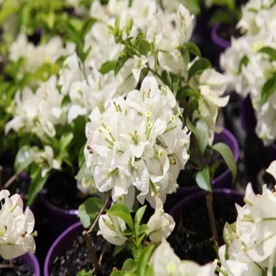 White Colour Bougainvillea Kagoj Ful Shrubs Flower Live Plant