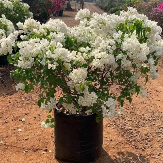 White Colour Bougainvillea Kagoj Ful Shrubs Flower Live Plant