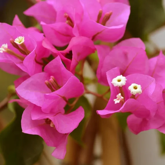 Pink Colour Bougainvillea Kagoj Ful Shrubs Flower Live Plant