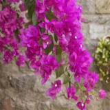 Pink Colour Bougainvillea Kagoj Ful Shrubs Flower Live Plant