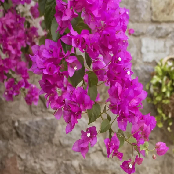 Pink Colour Bougainvillea Kagoj Ful Shrubs Flower Live Plant