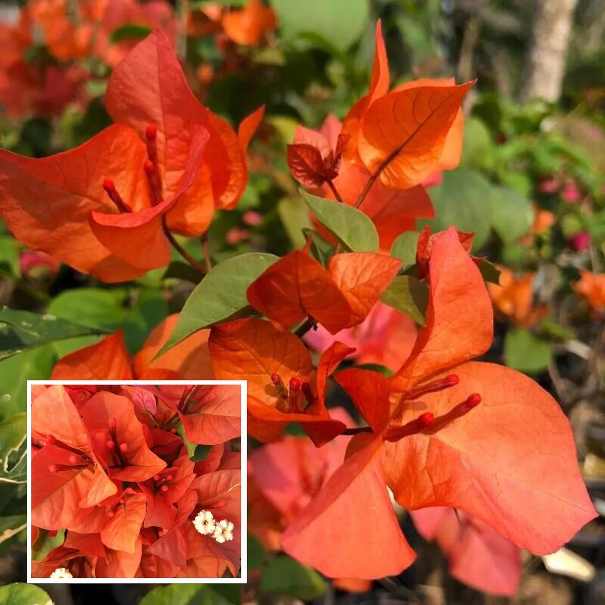 Orange Colour Bougainvillea Kagoj Ful Shrubs Flower Live Plant