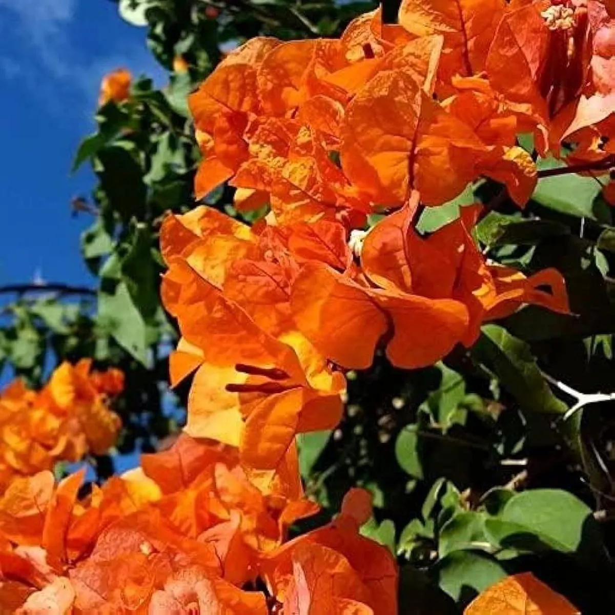 Orange Colour Bougainvillea Kagoj Ful Shrubs Flower Live Plant