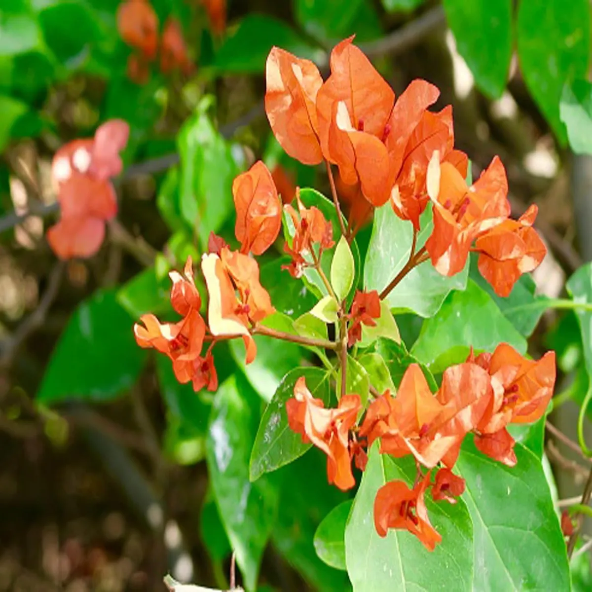Orange Colour Bougainvillea Kagoj Ful Shrubs Flower Live Plant