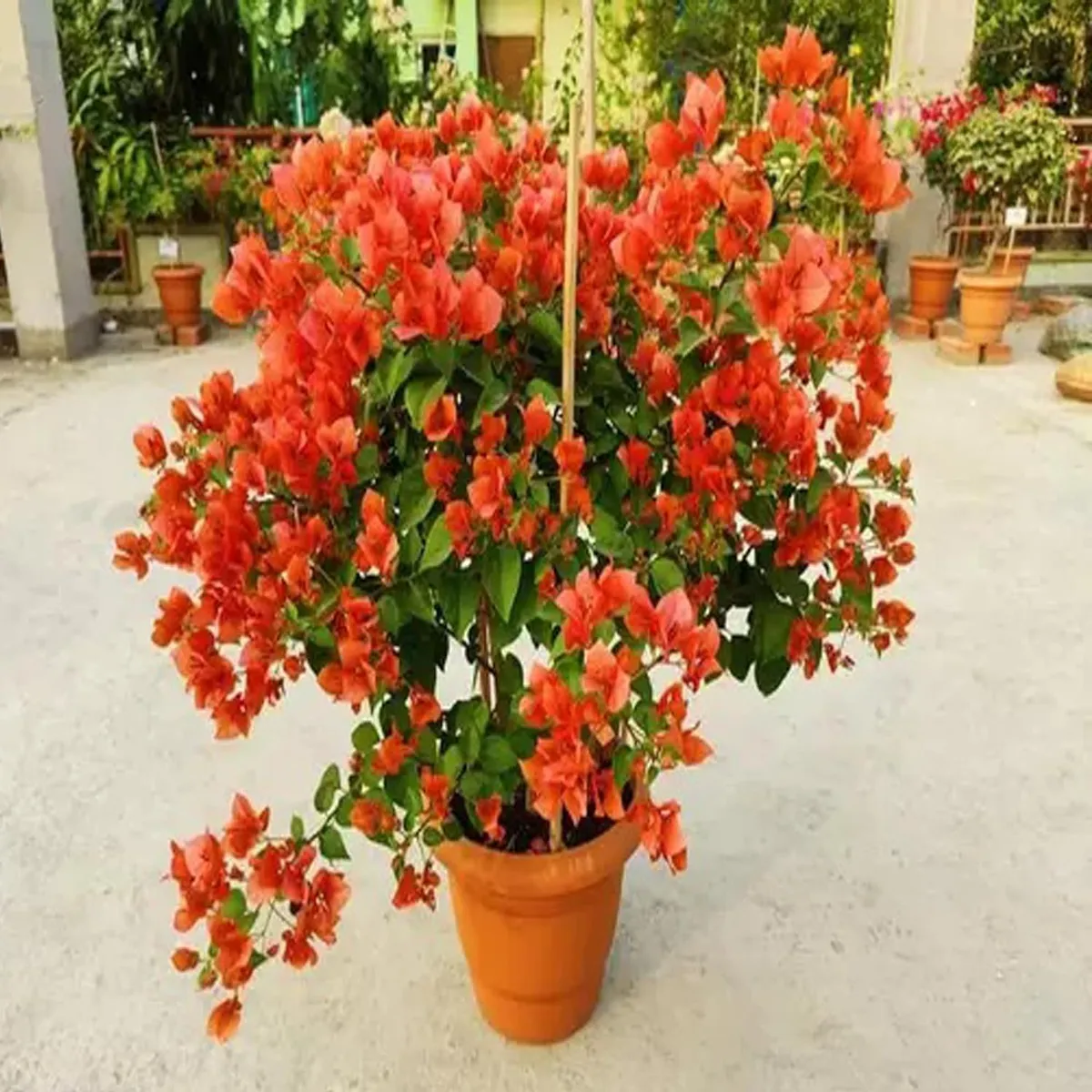 Orange Colour Bougainvillea Kagoj Ful Shrubs Flower Live Plant