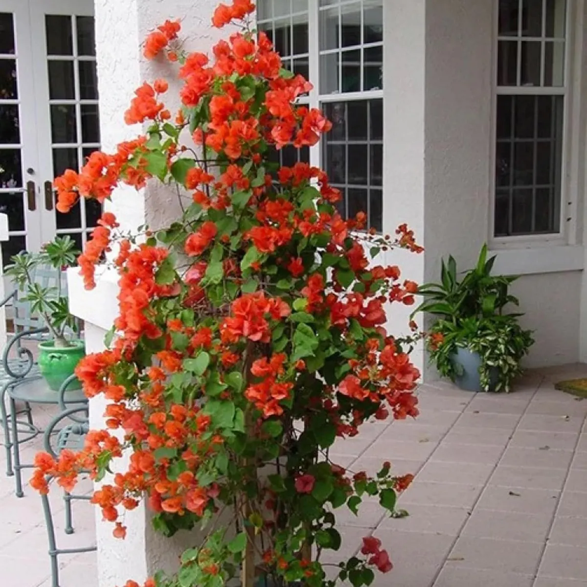 Orange Colour Bougainvillea Kagoj Ful Shrubs Flower Live Plant