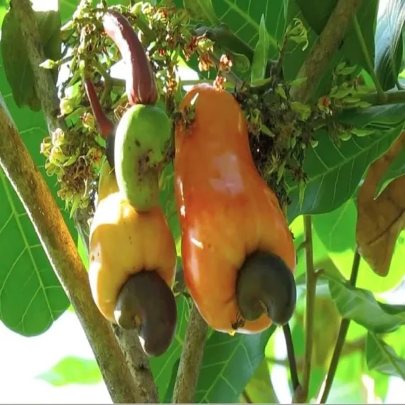 Jhargram 1 Kaju Cashew Nut Anacardium Fruit Live Plant