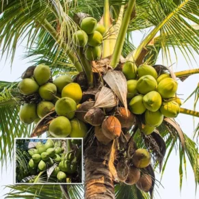 Tall Coconut Nariyal Fruit Live Plant