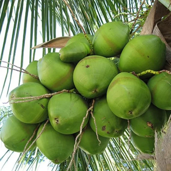 Tall Coconut Nariyal Fruit Live Plant