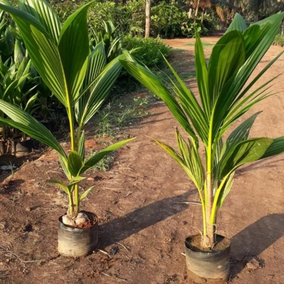 Tall Coconut Nariyal Fruit Live Plant