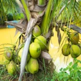 Mekong Delta Vietnam Coconut Nariyal Hybrid Dwarf Fruit Live Plant