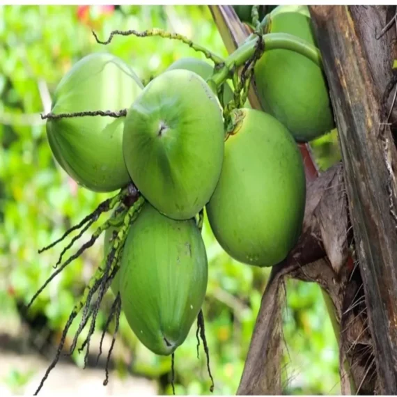 D X T Coconut Nariyal Hybrid Dwarf Fruit Live Plant