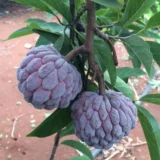 Red Custard Apple Sugar Apple Sitafal Ata Grafted Fruit Live Plant