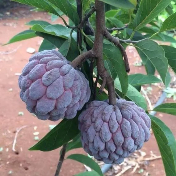 Red Custard Apple Sugar Apple Sitafal Ata Grafted Fruit Live Plant