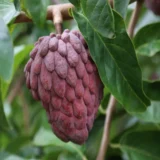 Red Custard Apple Sugar Apple Sitafal Ata Grafted Fruit Live Plant