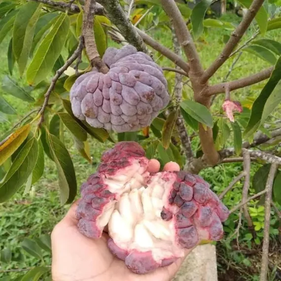 Red Custard Apple Sugar Apple Sitafal Ata Grafted Fruit Live Plant
