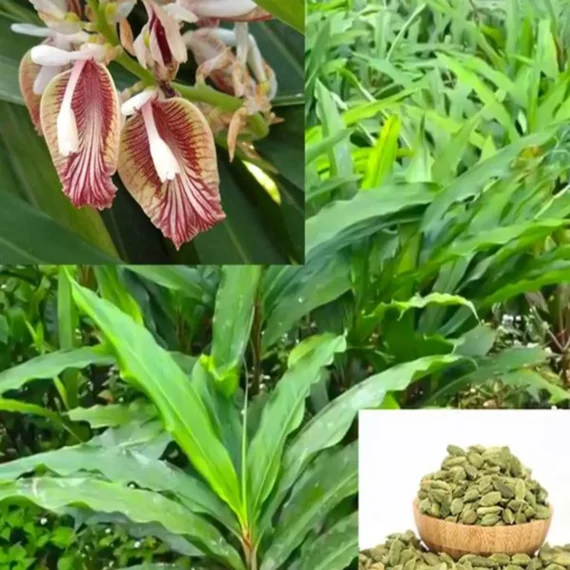 Elaichi Cardamom Spice Live Plant
