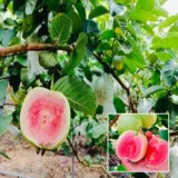 Red Dimond Guava Am rood Variet Fruit Grafted Live Plants