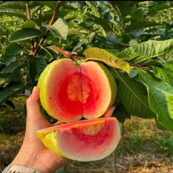 Red Dimond Guava Am rood Variet Fruit Grafted Live Plants